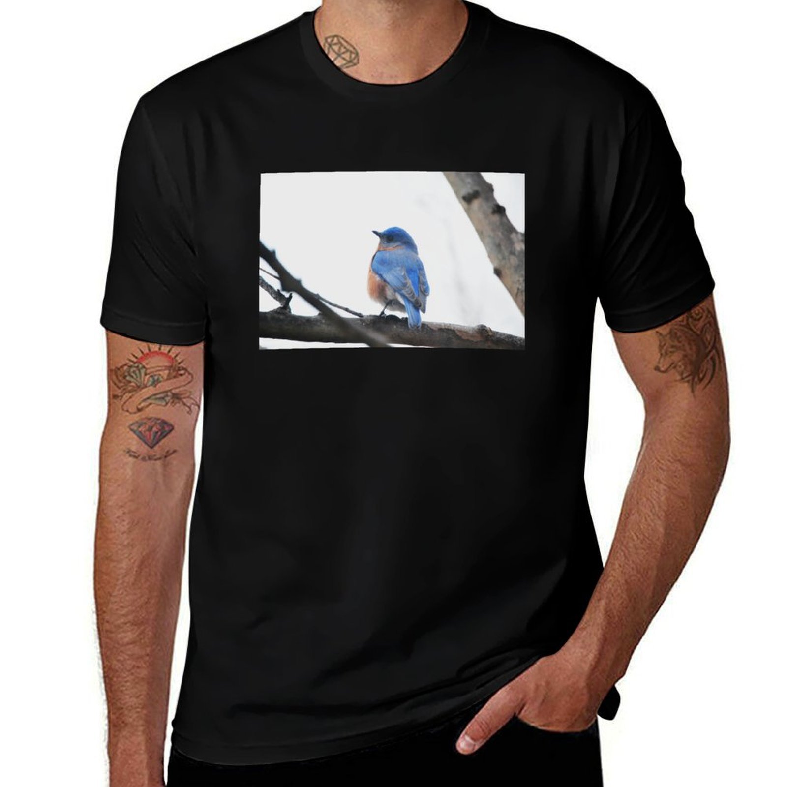 Male Eastern Bluebird Nature P - Photography Training 评论和价格